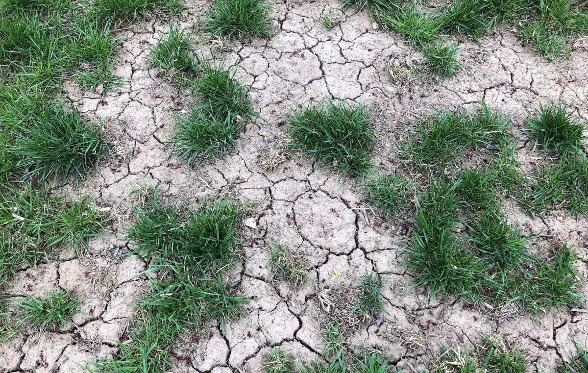 Keep Your Lawn Green in Drought