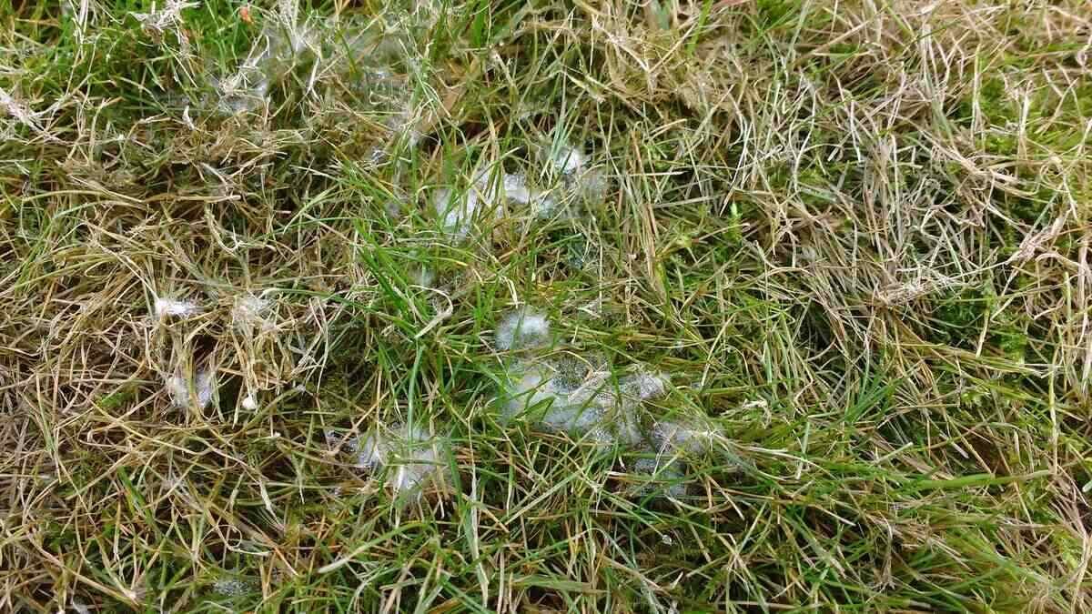 Prevent & Treat Lawn Fungus
