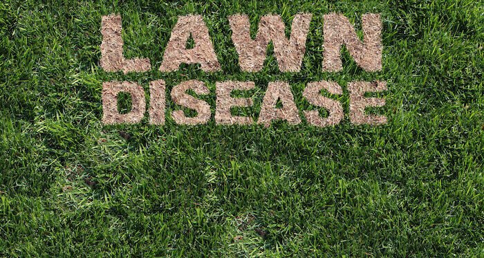 Prevent Lawn Disease Before It Starts