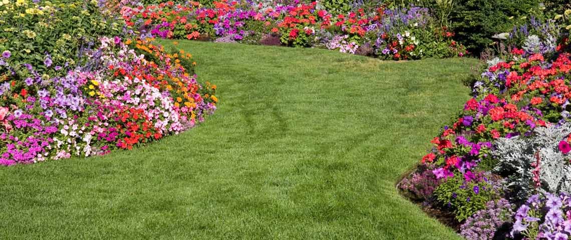 Prevent Lawn Disease & Fungus