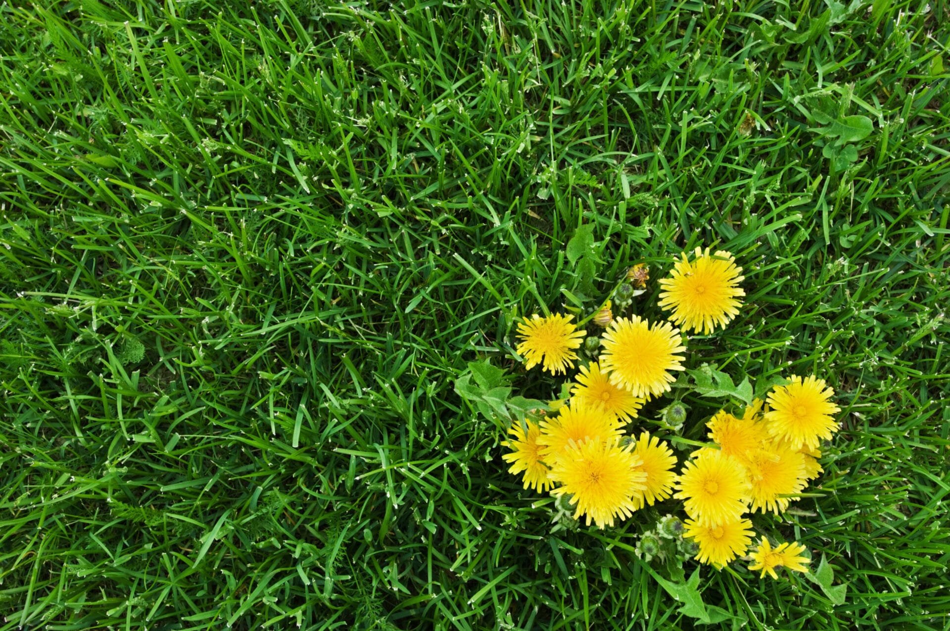 Weed Control for Healthy Lawns