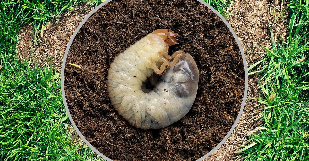 Insect Control for Lawns