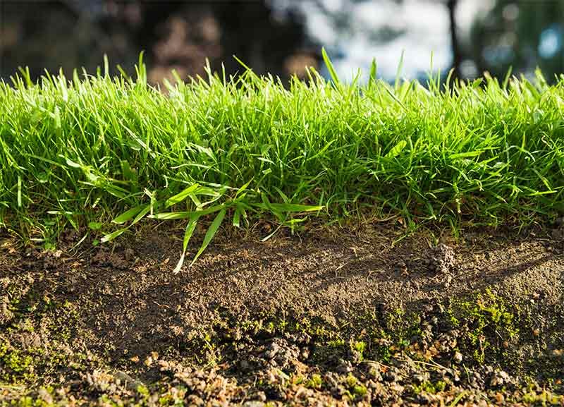Lawn Fertilization for Greener Grass