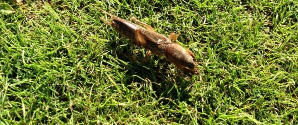 Mole Cricket Control for Lawns
