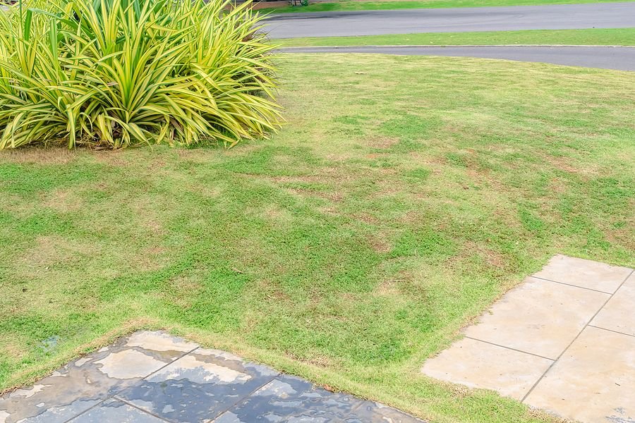 Professional Weed Control vs DIY: Which Is Better?