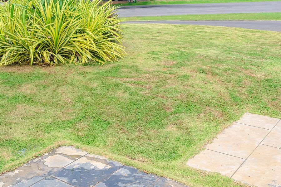 Professional Weed Control vs DIY: Which Is Better?
