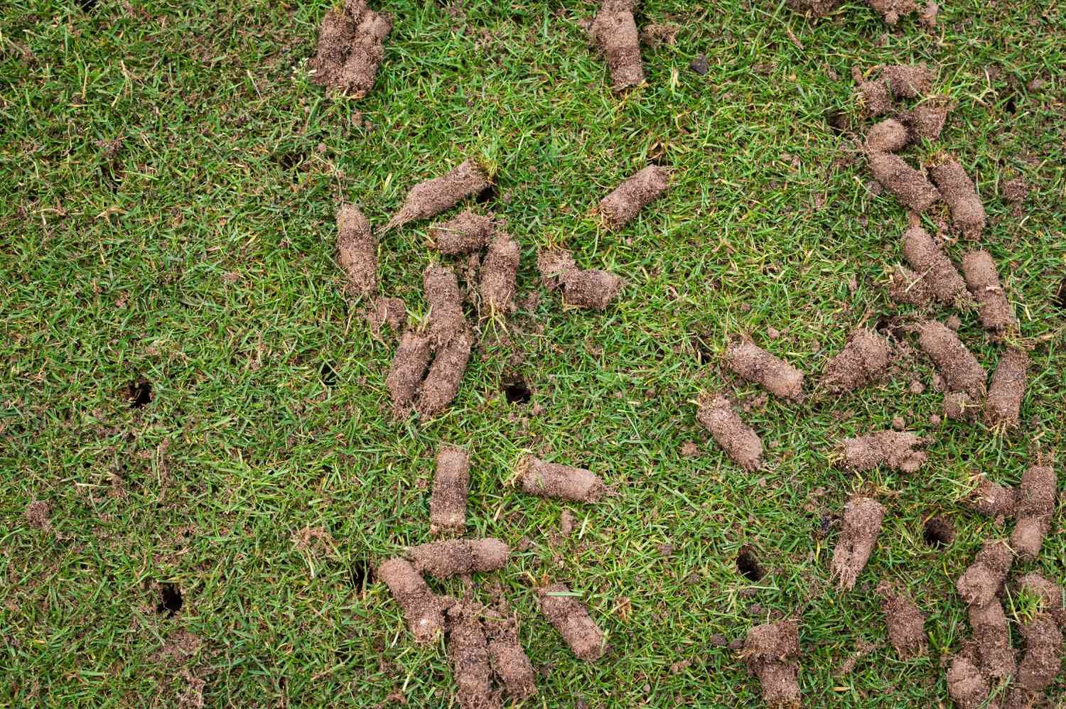Summer Lawn Aeration Benefits