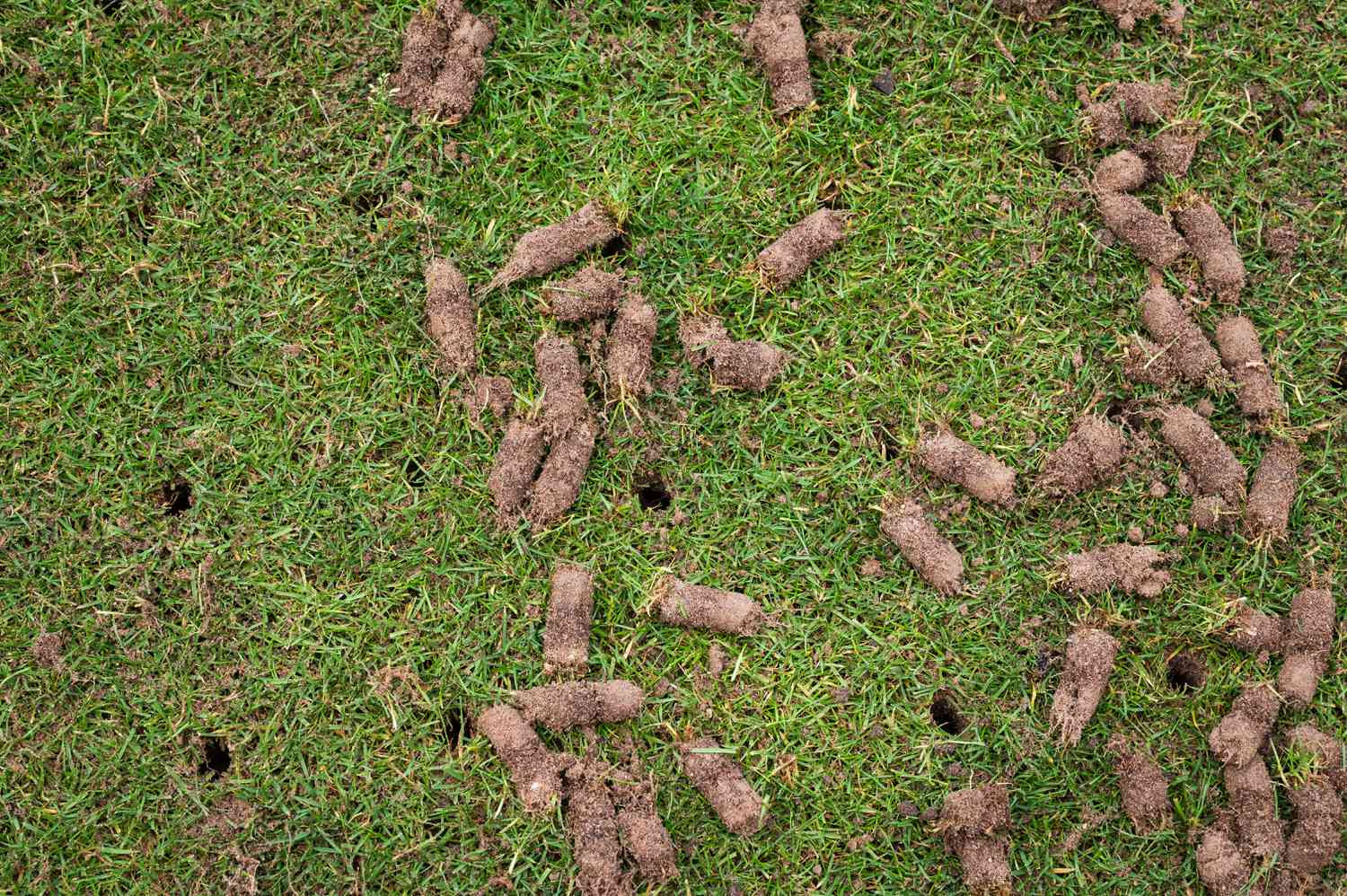 Summer Lawn Aeration Benefits