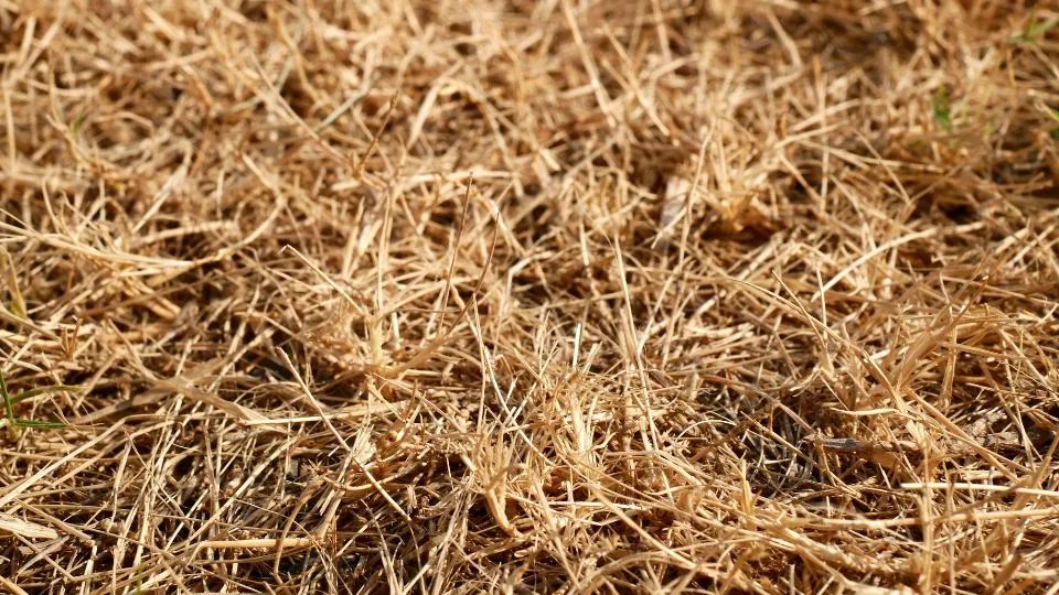Benefits of Year-Round Lawn Care
