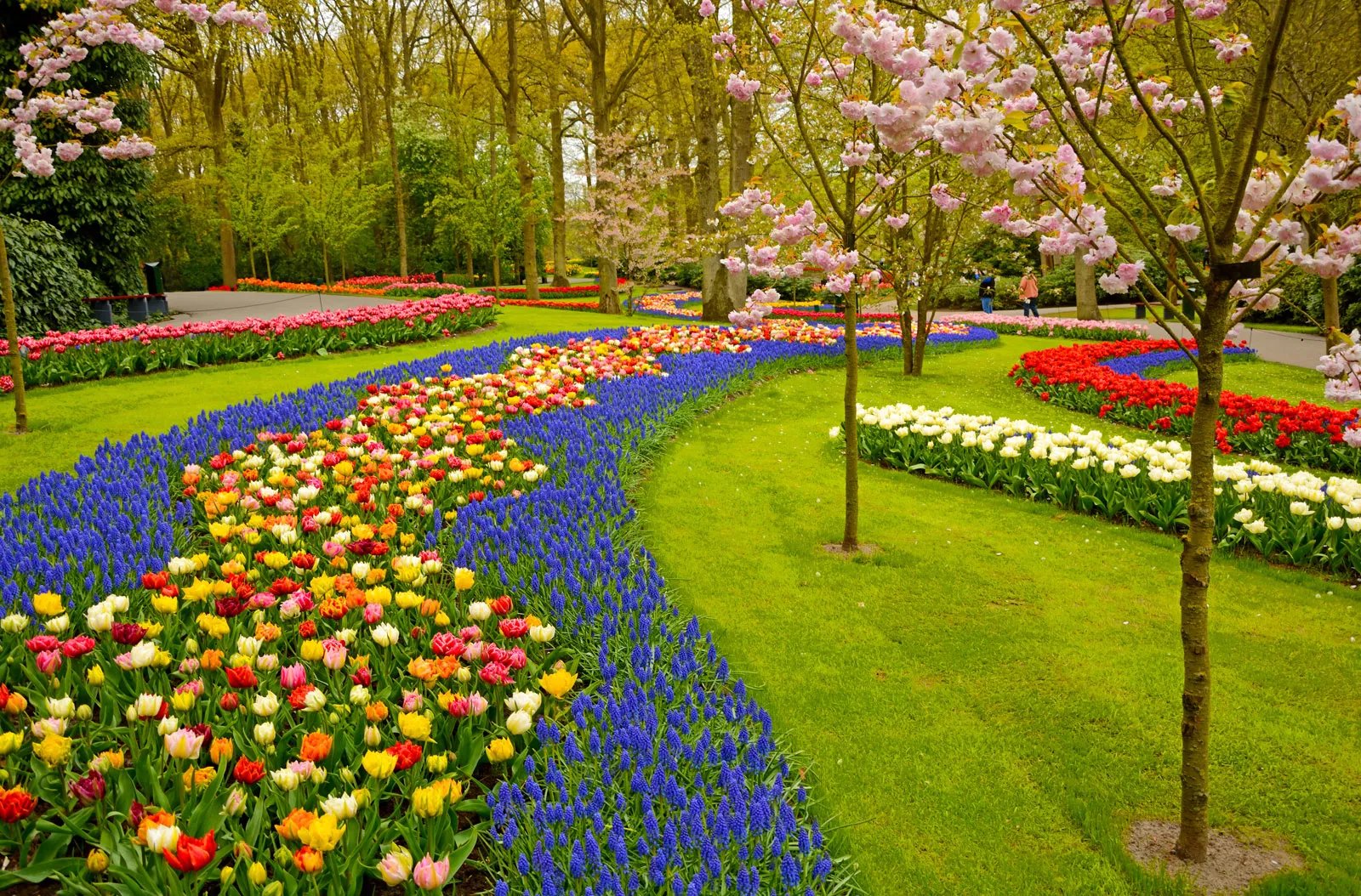 Shrub & Ornamental Care Tips