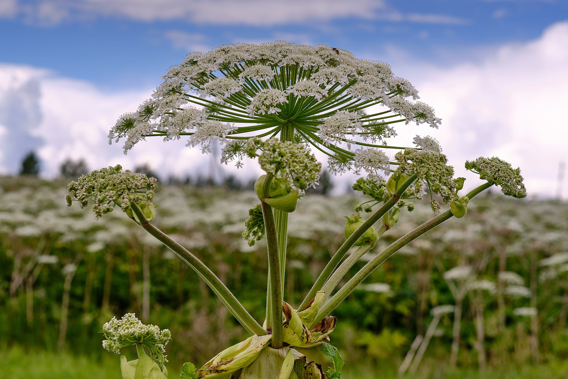 The Importance of Weed Control Year-Round