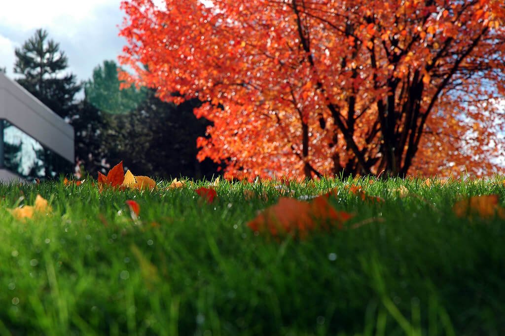 Lawn Fertilization for a Healthy Yard