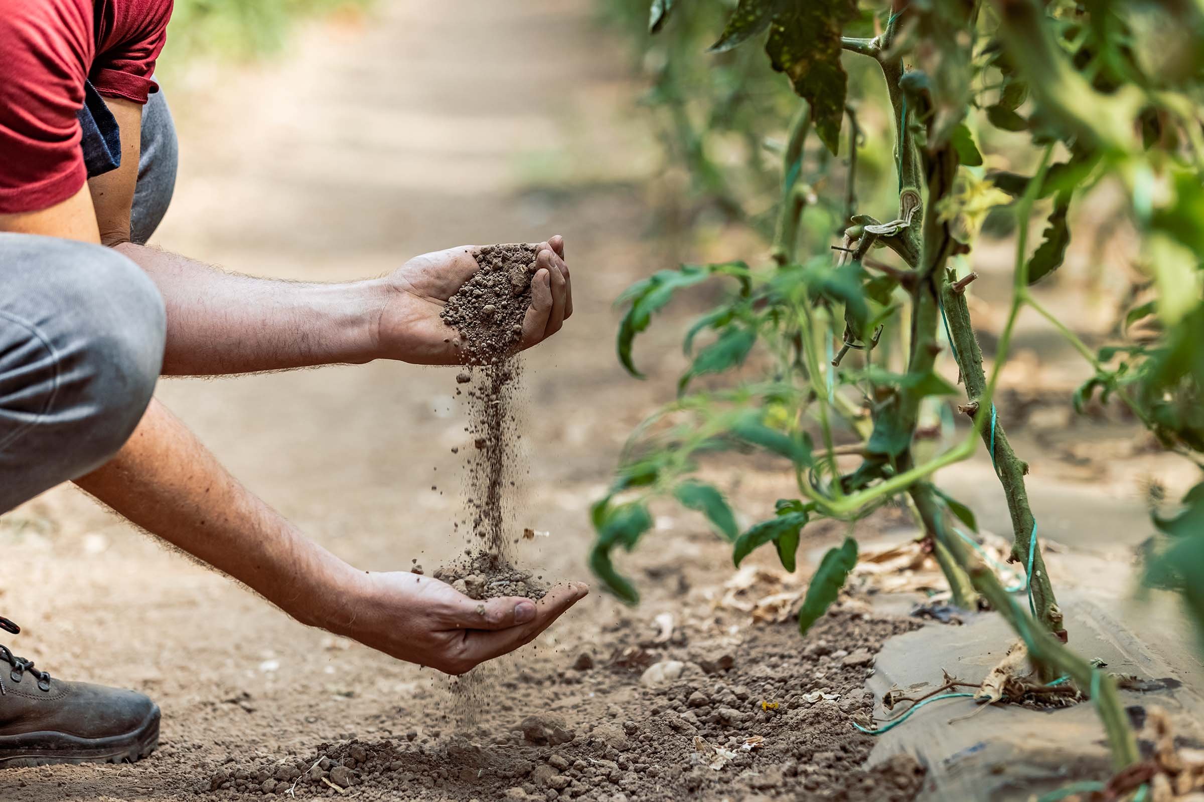 The Importance of Soil Health