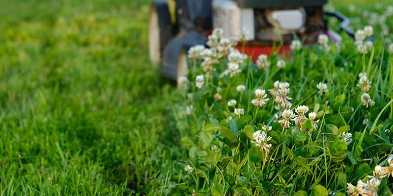 Common Lawn Care Mistakes