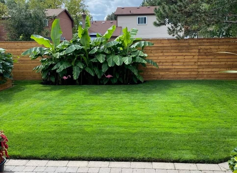 Top Benefits of Professional Weed Control