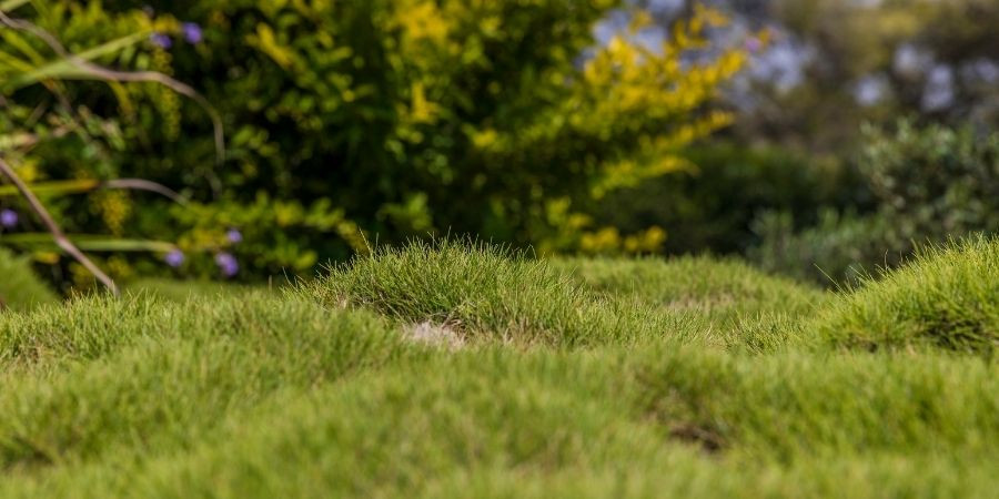 Top Lawn Problems & Fixes