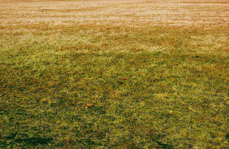 Why Is My Grass Turning Yellow?