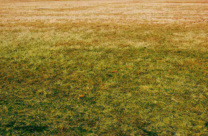 Why Is My Grass Turning Yellow?