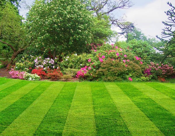 Why Pre-Emergent Weed Control Matters