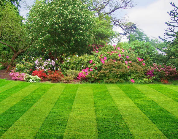 Why Pre-Emergent Weed Control Matters