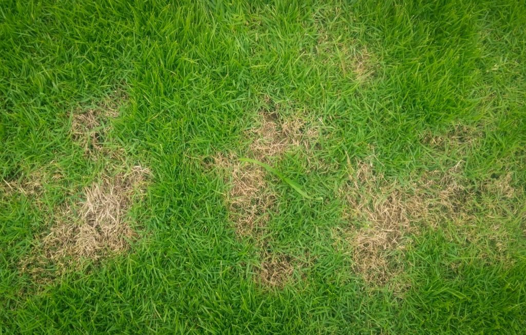 Why Professional Lawn Care Is Worth It