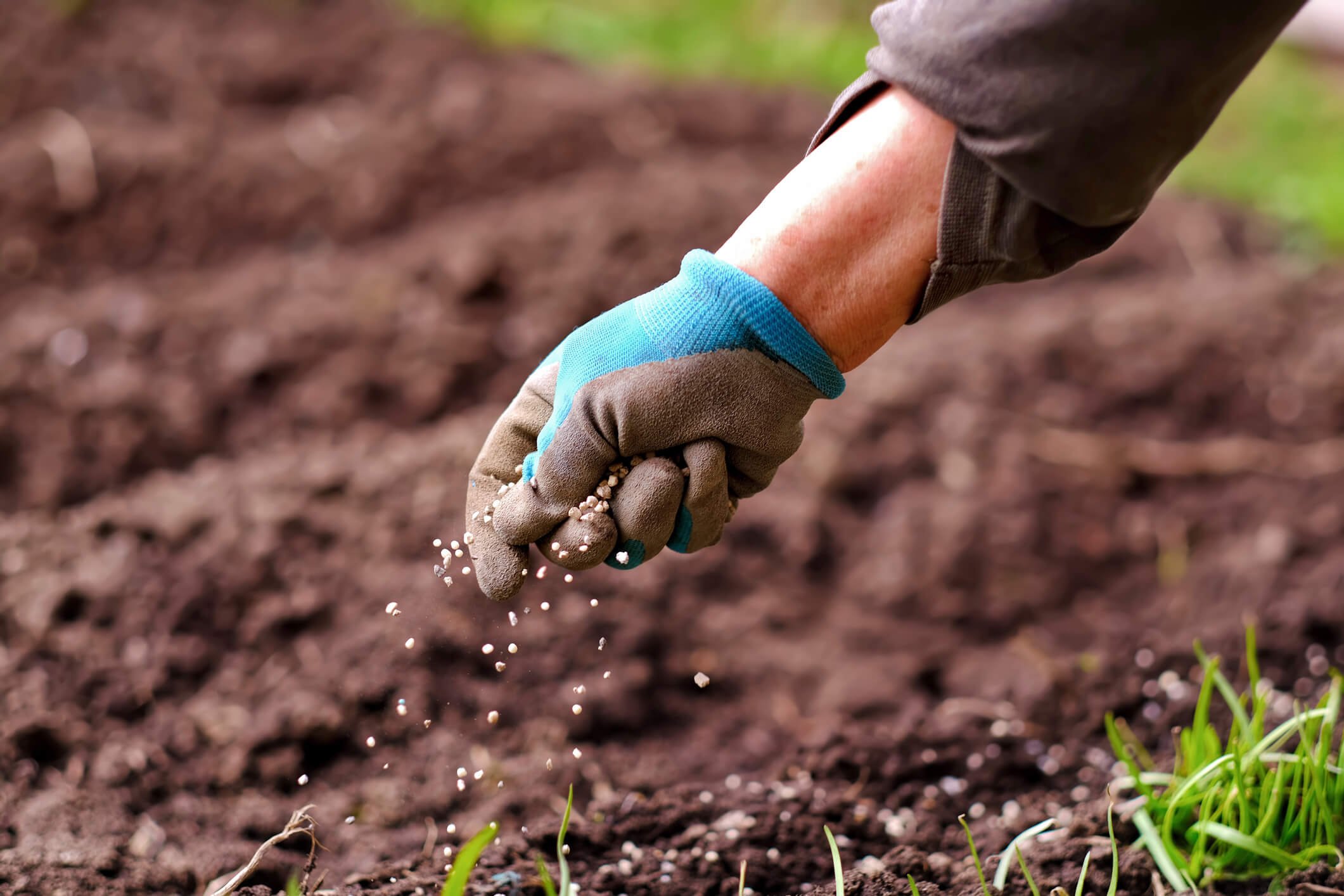 Soil Amendments for Lawn Health