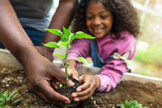 Soil Amendments for Healthy Lawns