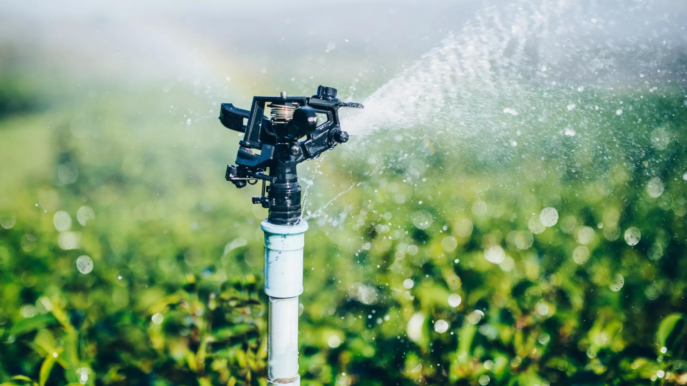 sprinkler watering green field