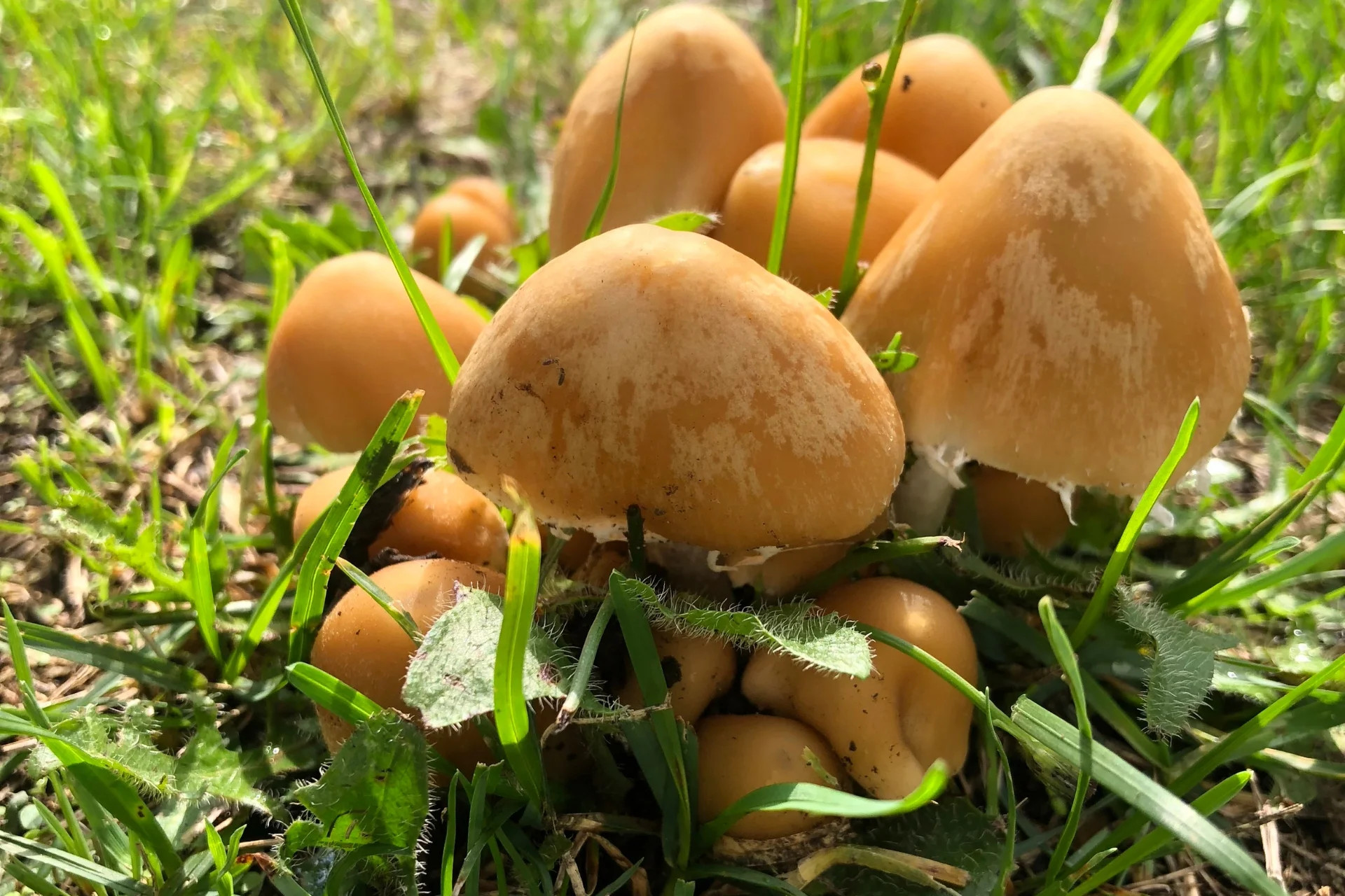 Cluster of orange mushrooms in grass