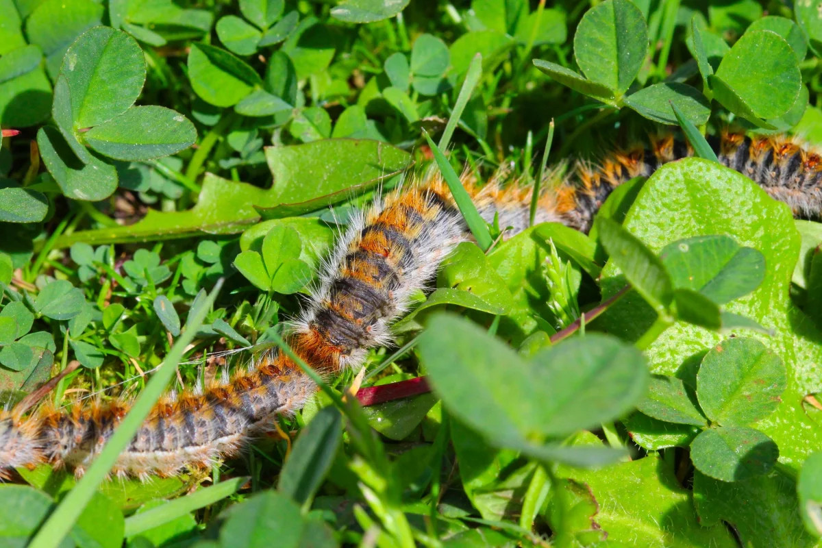 Caterpillar on green clover field