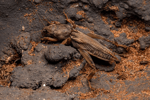 Close-up of a brown cricket on textured ground.
