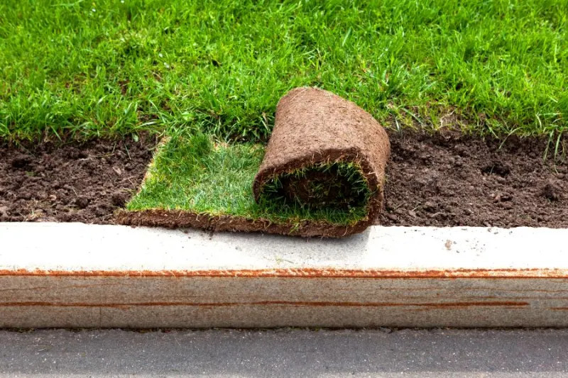 How to Repair Thin or Patchy Grass
