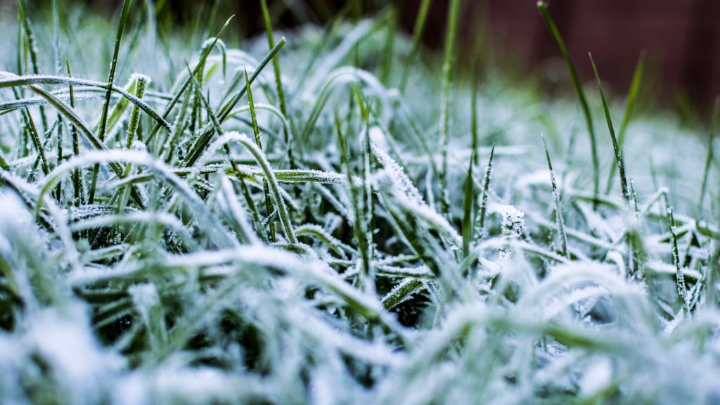 Winter Lawn Care Tips