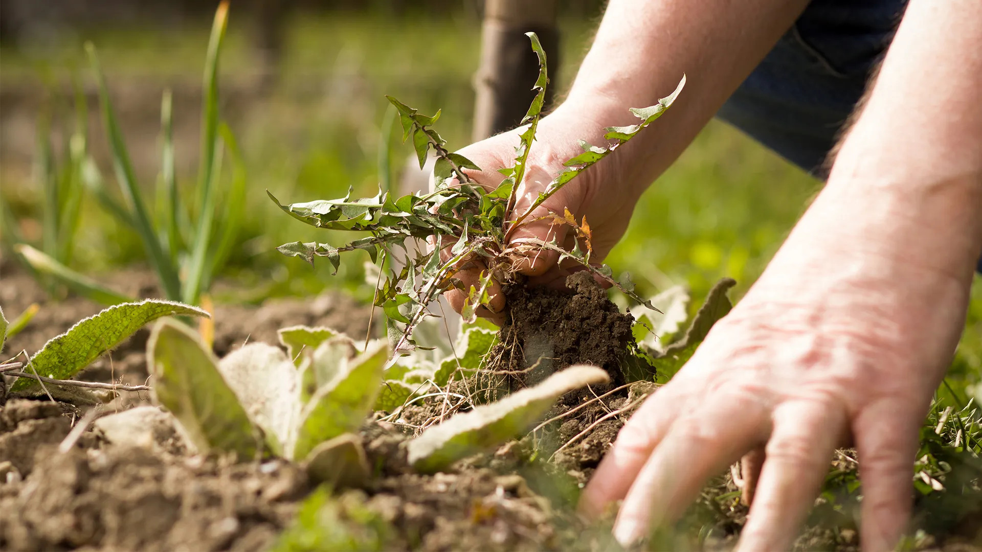 Weed Control for Healthy Lawns