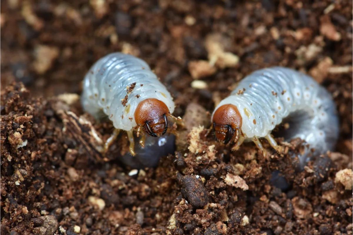 two larvae on soil surface