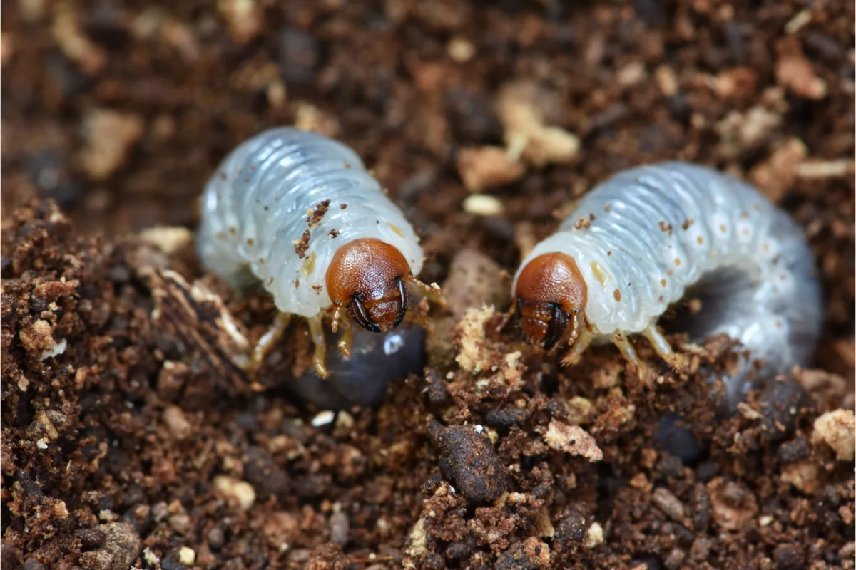 two larvae on soil surface