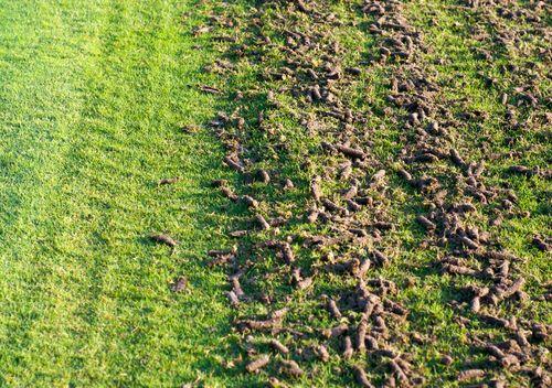 A split view of grass showing healthy green turf and earthy clumps from aeration on the other side.