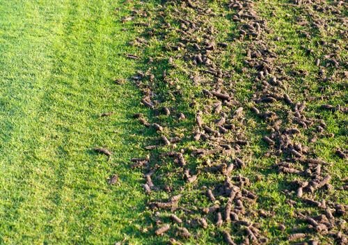 A split view of grass showing healthy green turf and earthy clumps from aeration on the other side.