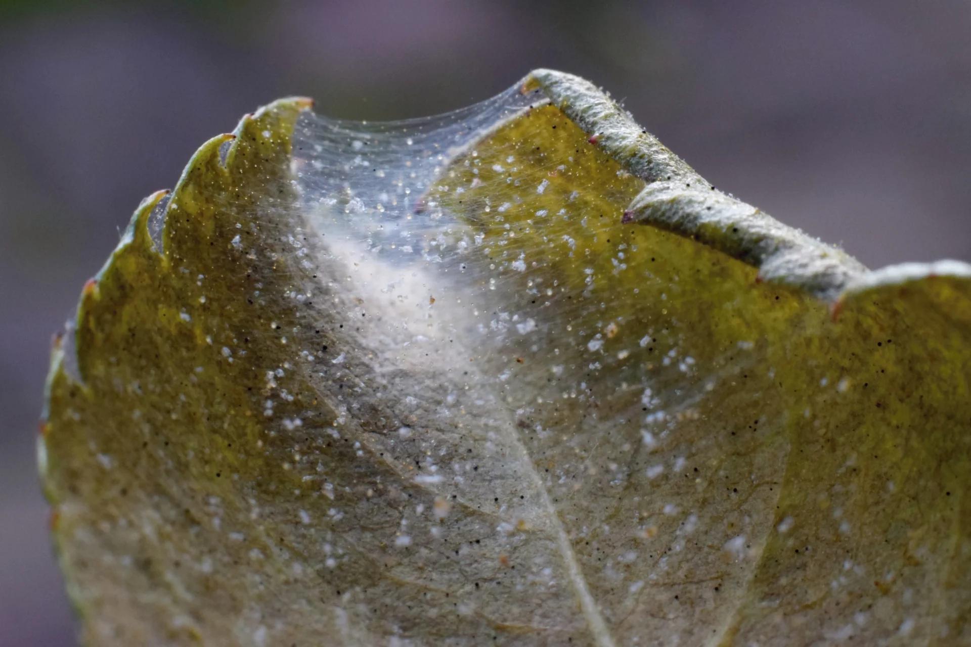 Close-up of a leaf with spider silk and dew droplets