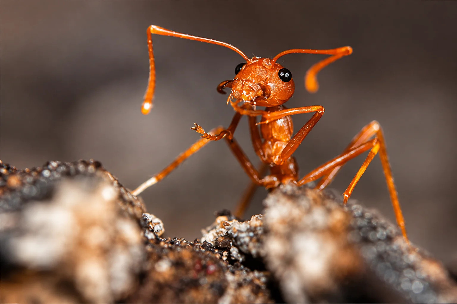 Close-up of an orange ant on soil
