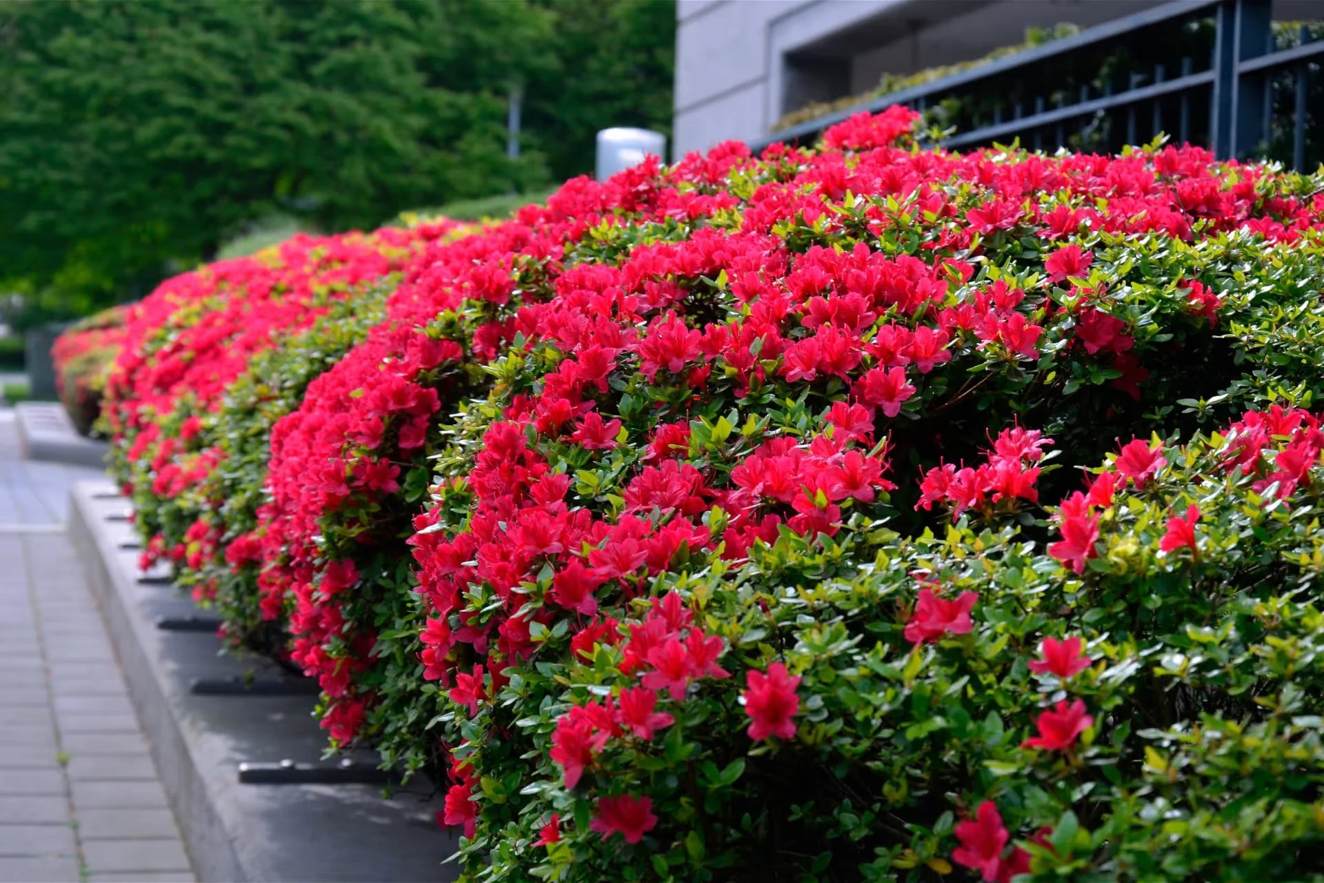 vibrant pink azalea bushes in bloom
