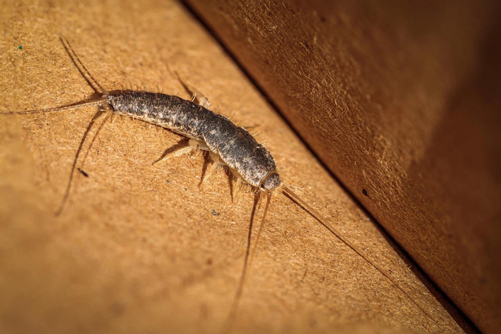 Close-up of a silverfish insect on cardboard