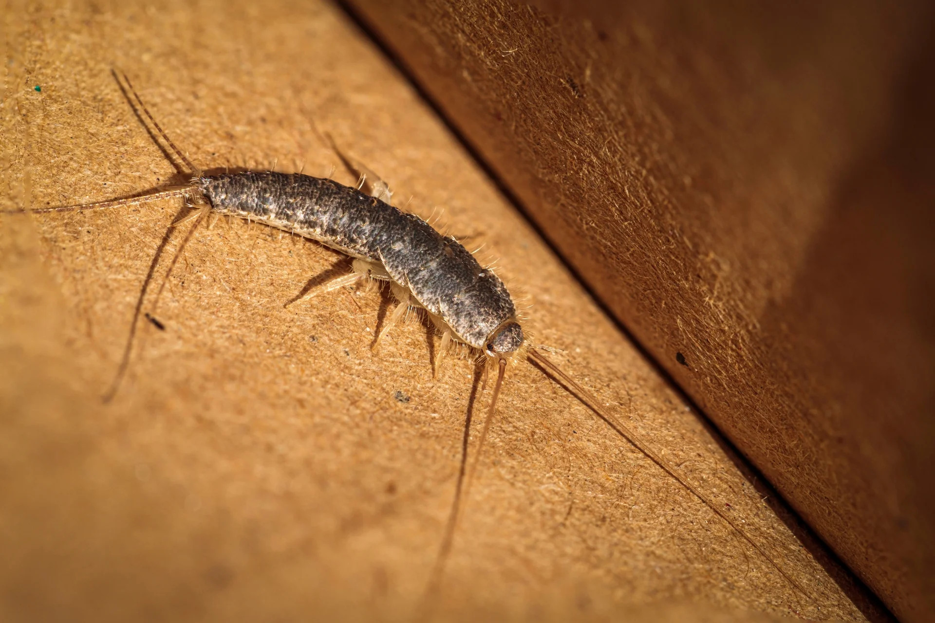 Close-up of a silverfish insect on cardboard