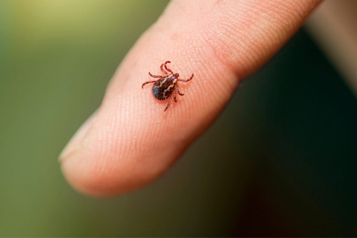 close-up of a tick on a human finger