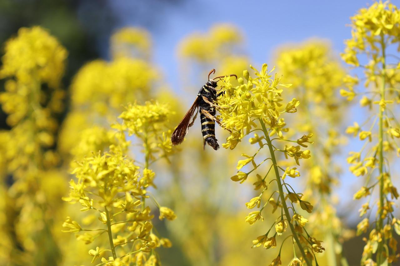 Close-up of a bee on yellow flowers