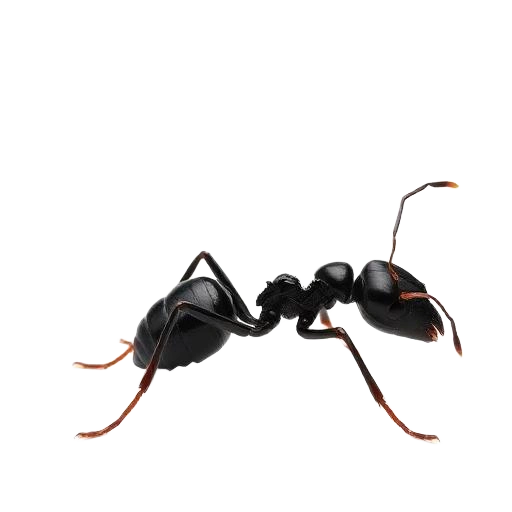 Close-up of a black ant isolated on a white background