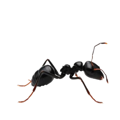 Close-up of a black ant isolated on a white background