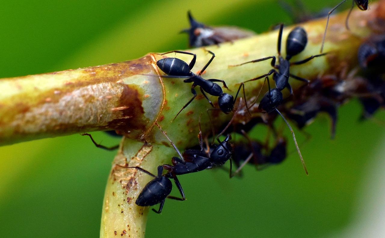 Close-up of black ants on a plant stem