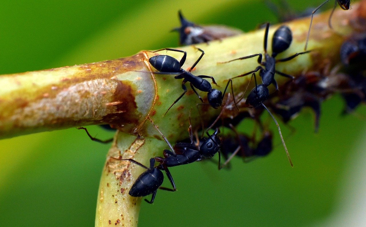 Close-up of black ants on a plant stem