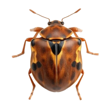 Close-up of a brown and black beetle on a white background.